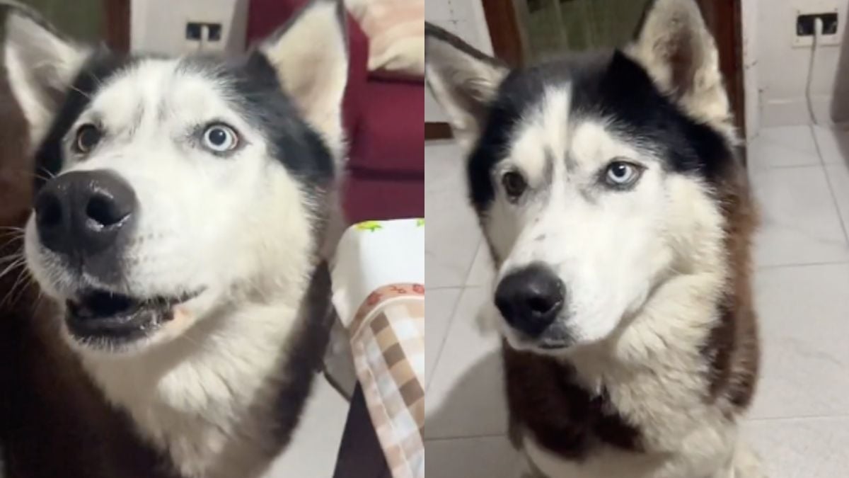 Sta diventando virale il video di questo cane che parla con “accento italiano”.