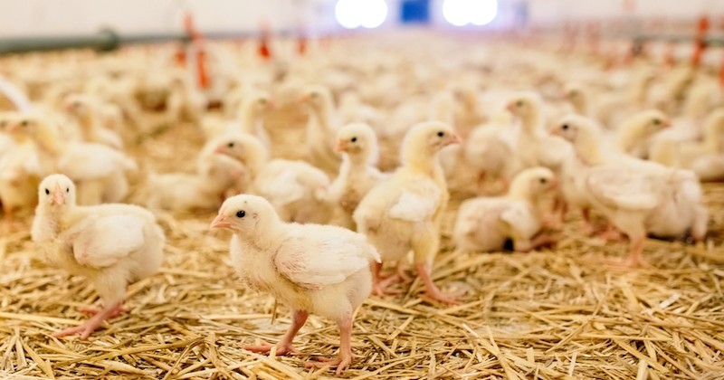 Le broyage des poussins sera interdit d'ici fin 2021