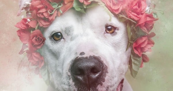 Les pitbulls sont des animaux violents et remplis de haine ! Ces 10 photos en sont la preuve par excellence...