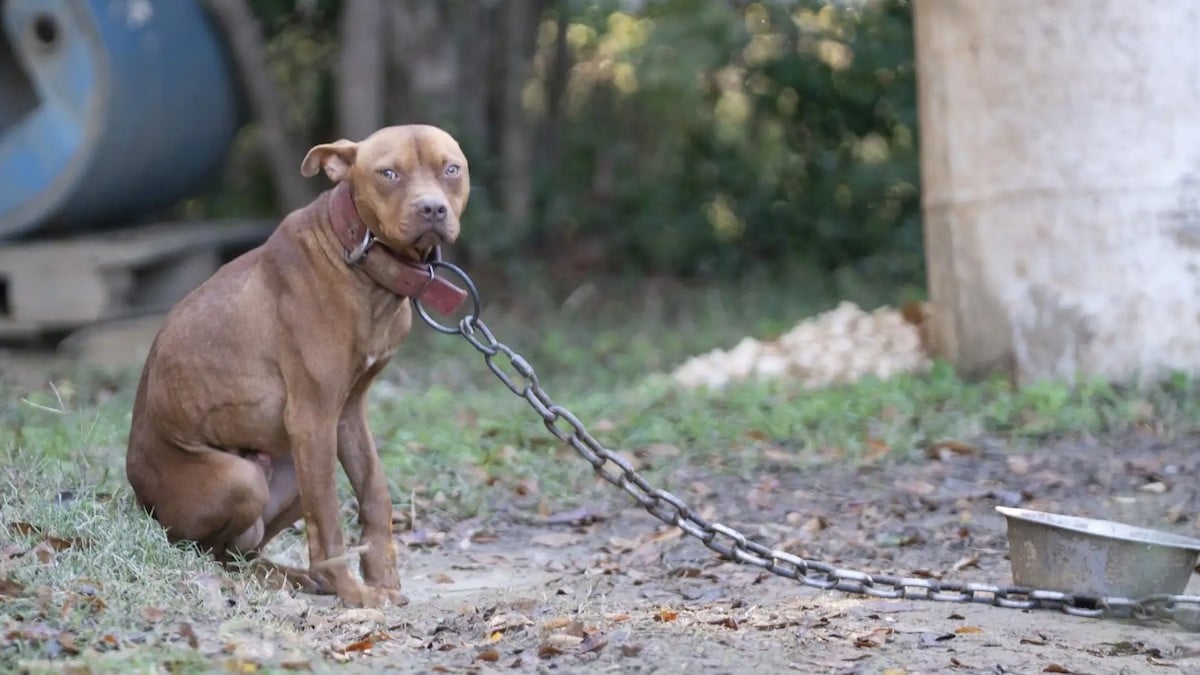 Cicatrices, malnutrition, plaies... 47 chiens et chiots ont été sauvés d'un réseau de combats clandestins