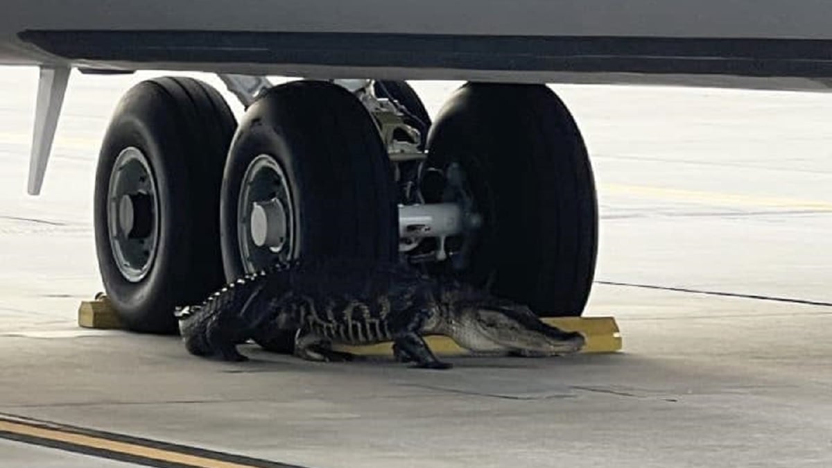 Il découvre un alligator de 3 mètres de long dans le train d'atterrissage d'un avion, la vidéo fait le buzz