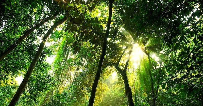 Une forêt primaire, dépourvue de toute activité humaine, bientôt implantée sur le sol européen