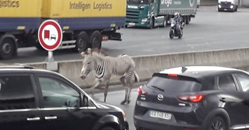 Ces vidéos d'un zèbre échappé du véhicule de son maître sur l'autoroute font sensation sur le web