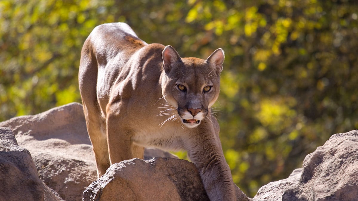 Elle part en randonnée pour le nouvel an et meurt attaquée par une bête sauvage