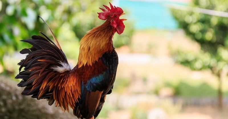 Une pétition réclame « justice pour le coq Marcel », tué d'un coup de feu par un voisin qui ne supportait pas ses chants