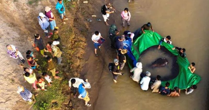 Cambodge : il pêche une raie géante de 300 kg, le plus gros poisson d'eau douce jamais enregistré au monde