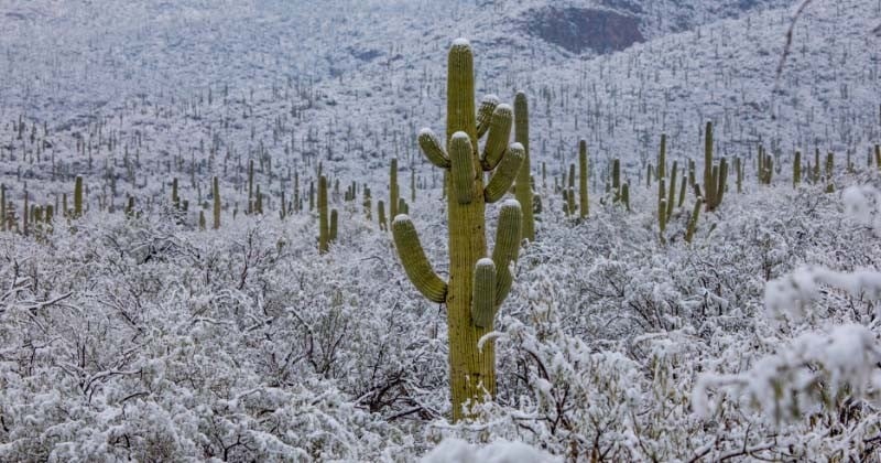 Des images magnifiques et rares du désert de l'Arizona sous la neige