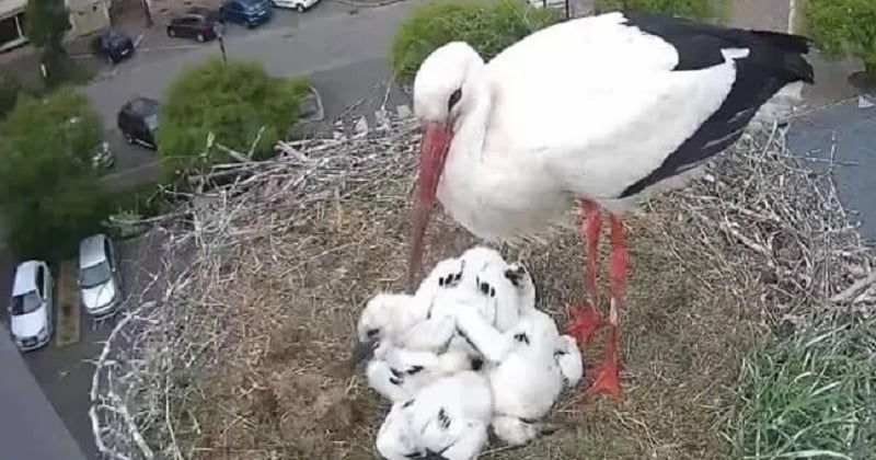 Moselle : la vidéo d'un bébé cigogne malade jeté du nid par sa maman choque les internautes
