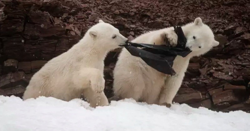 Ces images déchirantes montrent des ours polaires en train du manger du plastique, en Arctique