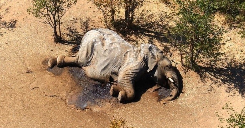 Au Bostwana, l'origine de la mort de centaines d'éléphants enfin dévoilée