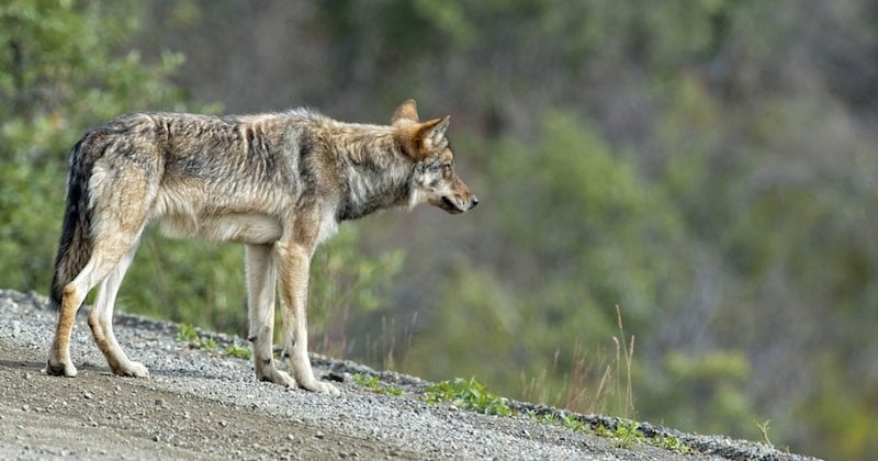 Le loup semble bien faire son retour en Bretagne après un siècle d'absence