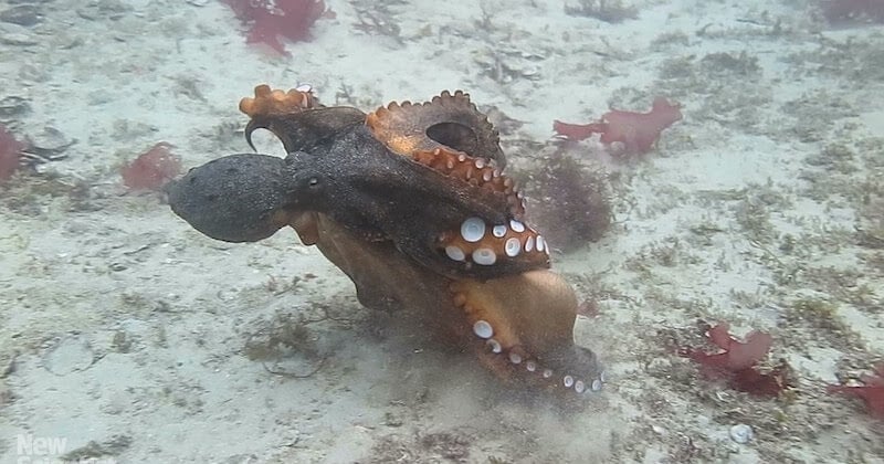 Les femelles pieuvres rejettent les mâles qui les harcèlent en leur jetant plein de trucs à la figure