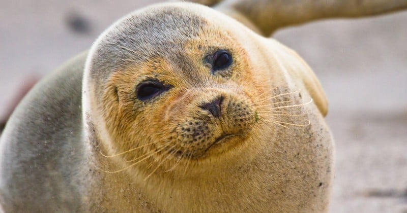 Comment le saumon que vous achetez contribue à tuer des phoques en Écosse