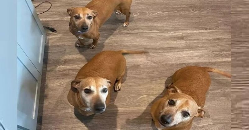 Elle adopte un chien, 5 ans plus tard, elle retrouve le frère de son chien et l'adopte aussi 