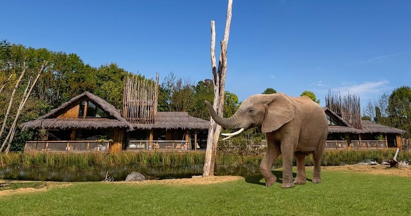 Royaume-Uni : premier aperçu du West Midland Safari Park avec vues sur les éléphants depuis les chambres