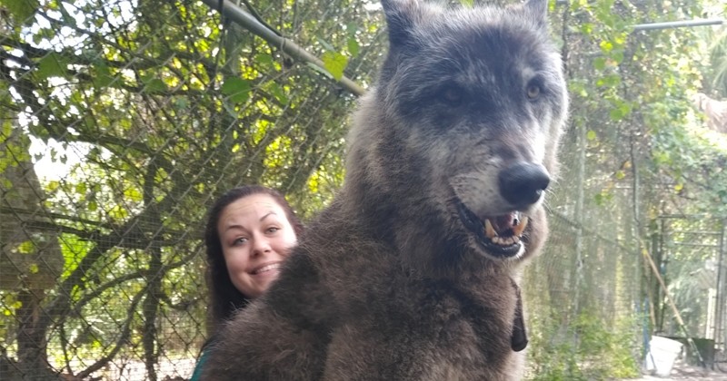 Yuki, cet adorable chien-loup abandonné à l'âge de 8 mois, a été sauvé par un refuge en Floride