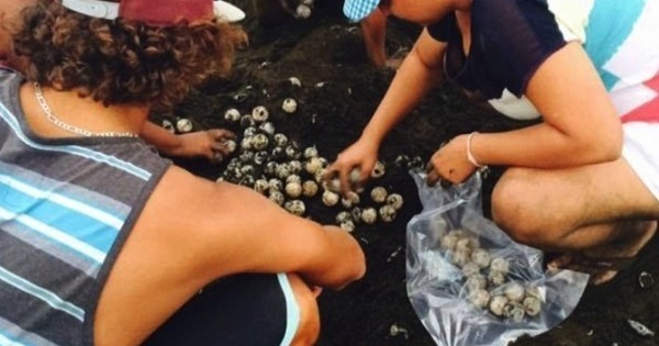 Tourisme irresponsable : À cause d'une poignée d'ahuris en short, des centaines de bébés tortues ne verront jamais l'océan