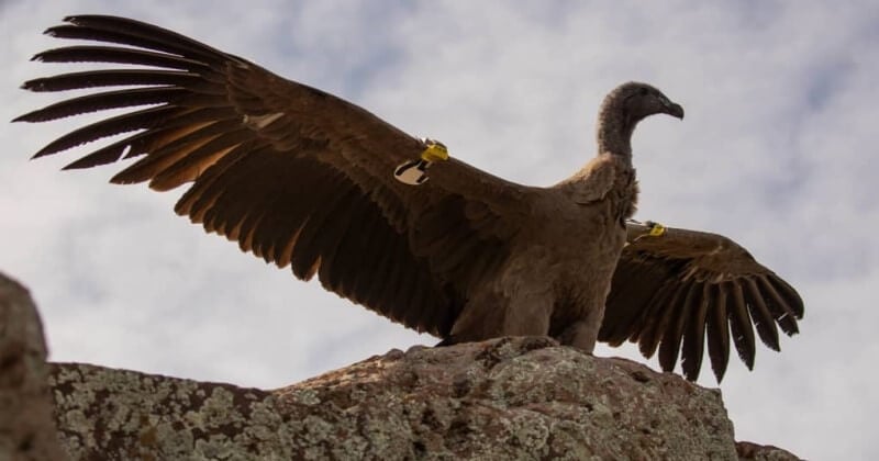 Née au zoo de Beauval, cette femelle condor a été relâchée dans son milieu naturel en Argentine