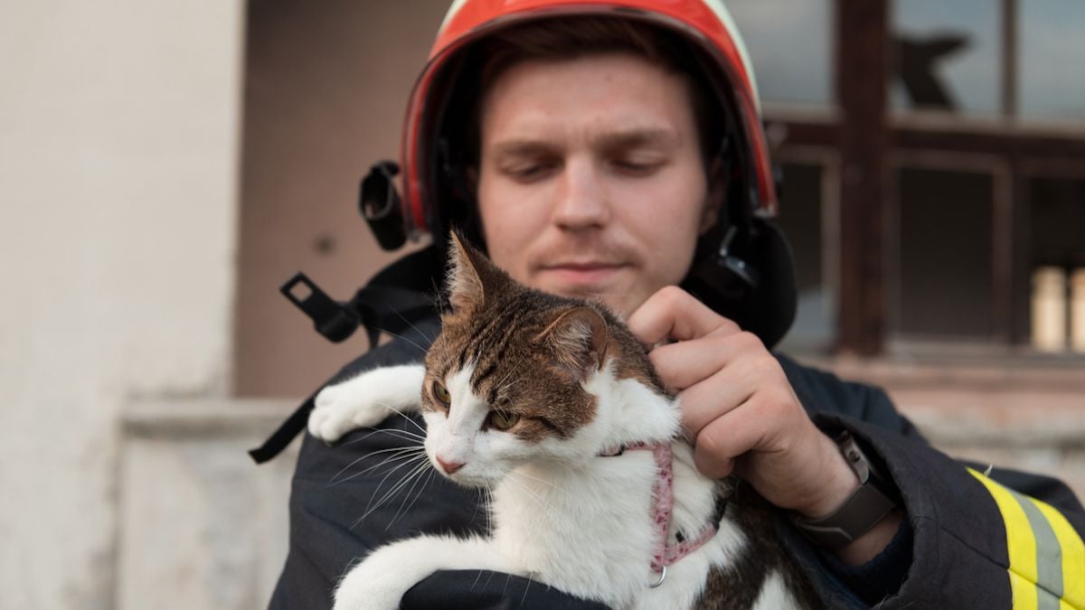 Piégé dans un immeuble en flammes, un chat est secouru puis réanimé par des pompiers 