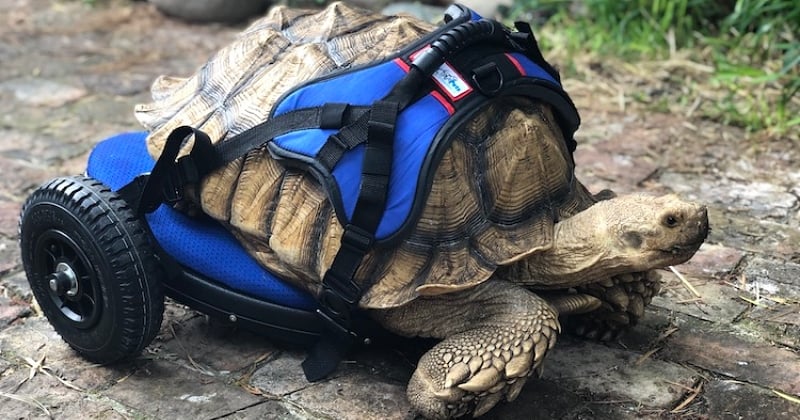 Cette tortue handicapée a commencé une nouvelle vie grâce à un fauteuil roulant sur mesure