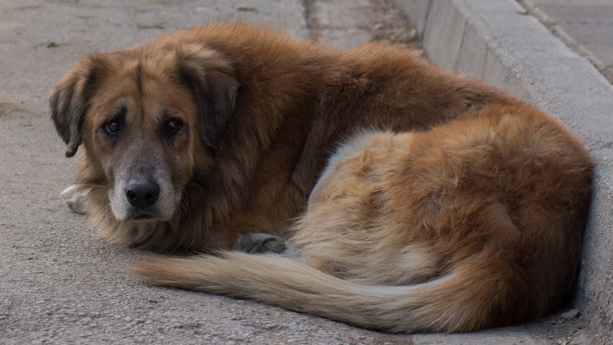 Un individu torture un chien à mort et lui enfonce un bâton dans le rectum 