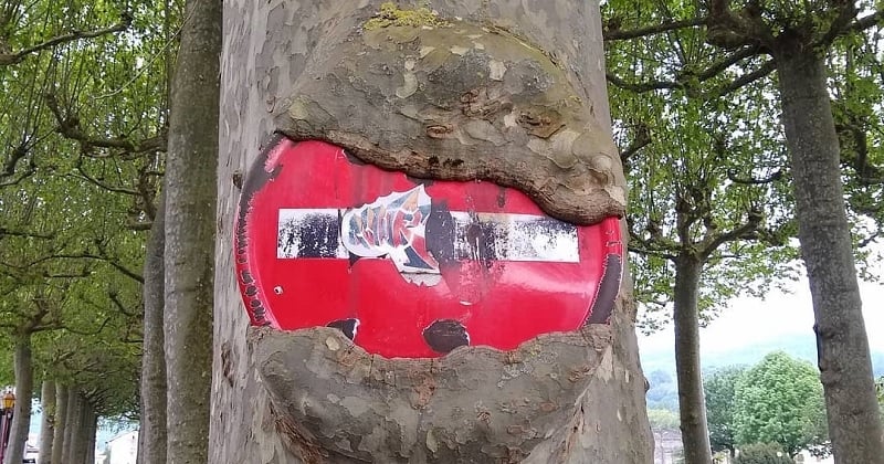 20 photos étonnantes qui montrent que la nature est plus forte que tout