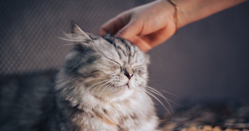 Top 5 des races de chats les plus câlins et affectueux