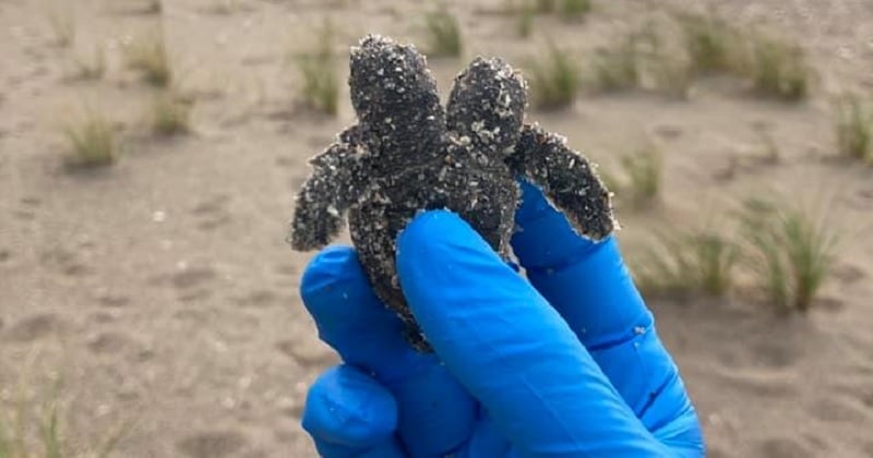 Caroline du Sud : un bébé tortue à deux têtes a été découvert dans un nid par des patrouilleurs