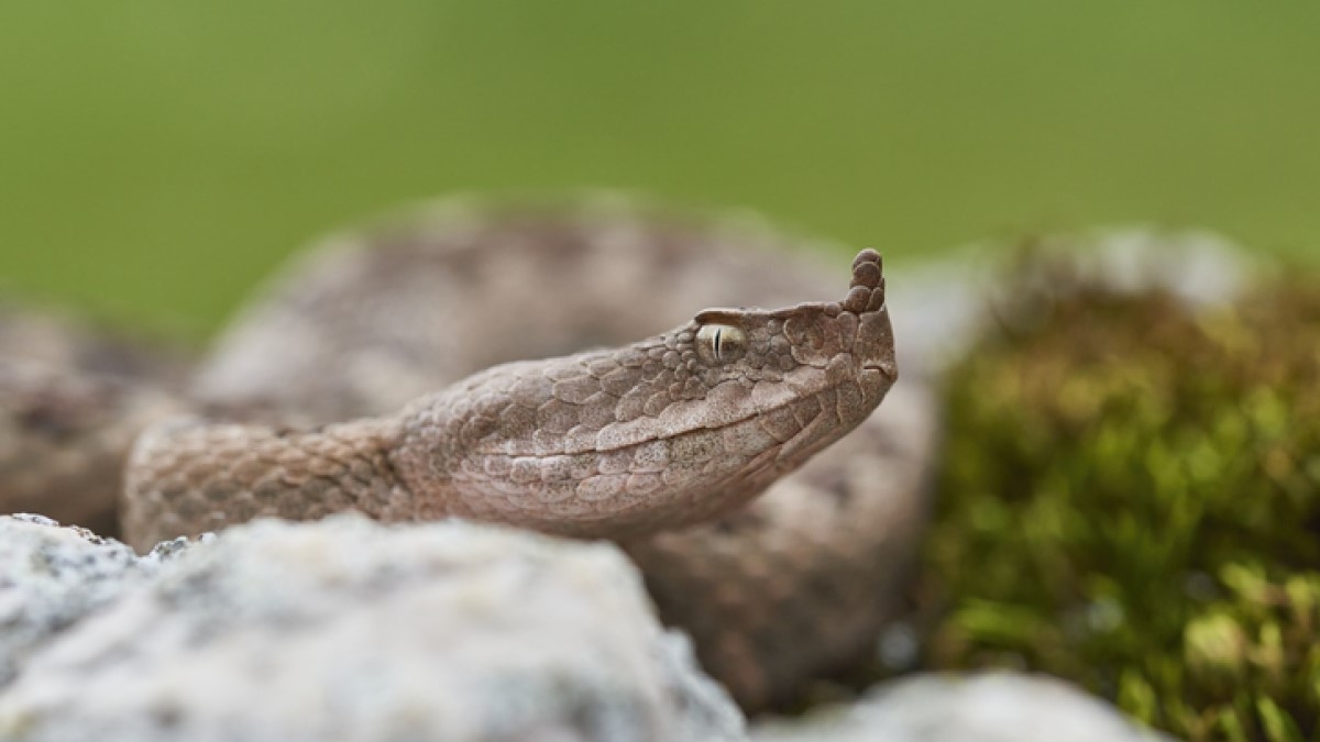 Un enfant de 6 ans se fait mordre par l'un des serpents les plus dangereux d'Europe