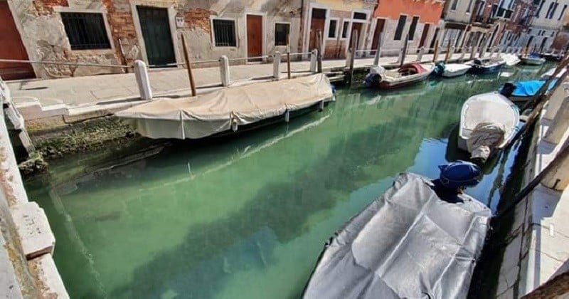Confinement : En Italie, les canaux de Venise s'éclaircissent et les poissons et les cygnes reviennent
