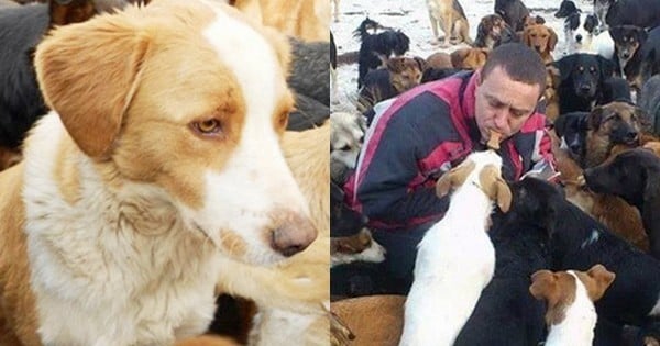 Cet homme a recueilli 450 chiens errants et maltraités ! Une histoire qui fait chaud au coeur…