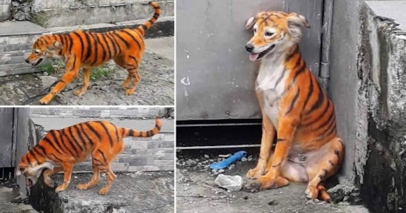 Le pelage de ce chien errant peint en orange pour ressembler à un tigre a provoqué la colère des associations	