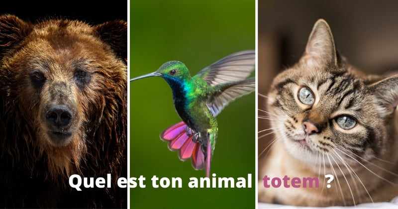 Test de personnalité : Quel est ton animal totem ? 