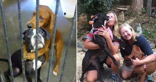 Les chiens qui s'enlaçaient avant de mourir ont depuis été adoptés par deux meilleures amies : découvrez les photos du bonheur !