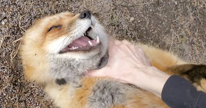 Cette vidéo adorable montre un renard domestique rire aux éclats sous les chatouilles