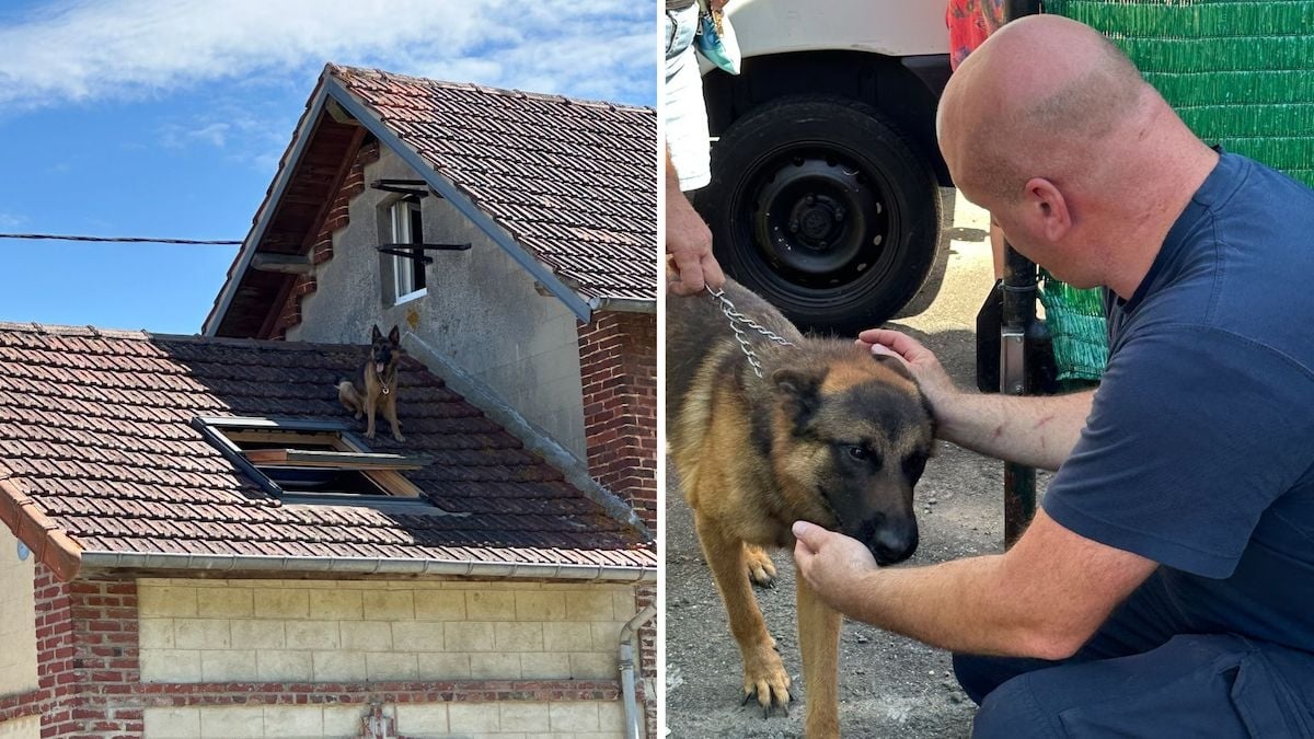 Coincé sur le toit d'une maison, un berger allemand secouru par des pompiers