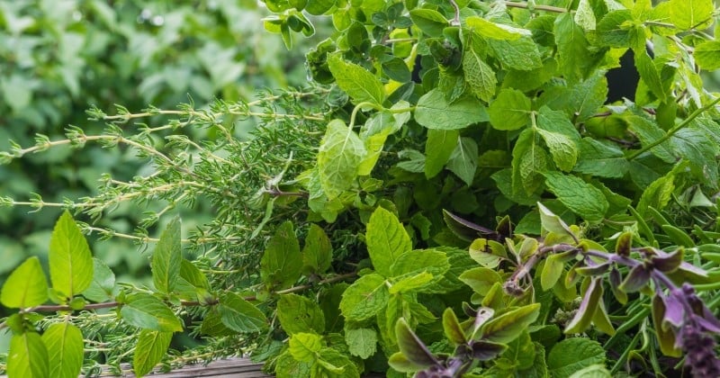5 plantes aromatiques à faire pousser l'hiver et comment s'y prendre