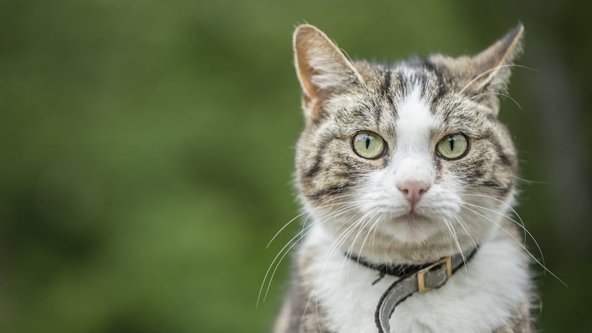 « J'étais choquée » : elle retrouve son chat adoré dix ans après sa disparition