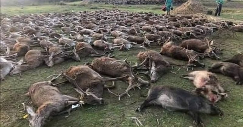 Au Portugal, 540 animaux ont été tués lors d'une partie de chasse choquante