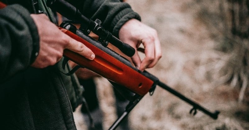 Une pétition contre la chasse abusive, qui a recueilli 100 000 signatures en trois mois, va être portée au Sénat