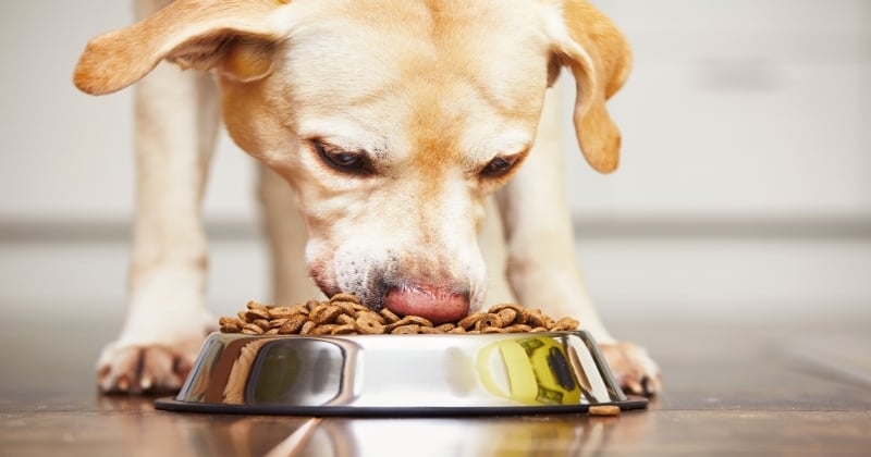 Pour se venger, un voisin empoisonne son chien qui décède après avoir ingéré des boulettes de viande remplies de clous