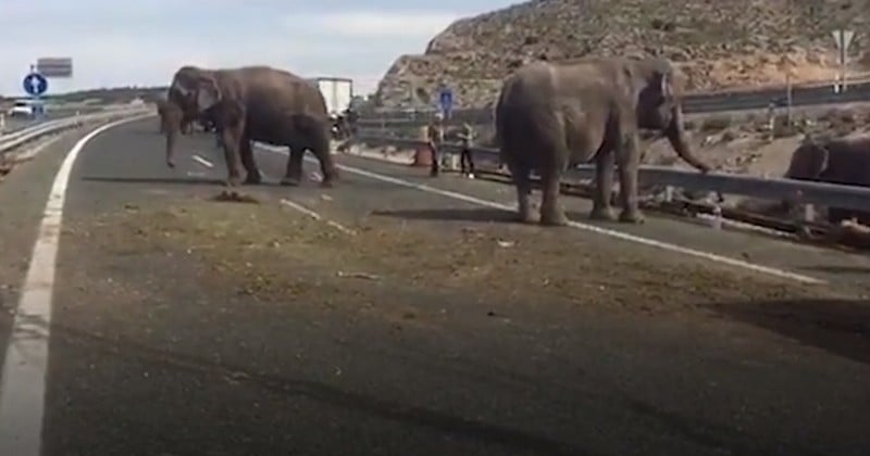 Alors même que plusieurs pays légifèrent pour interdire les cirques avec animaux, en Espagne, un éléphant de cirque est tué dans un accident de la route