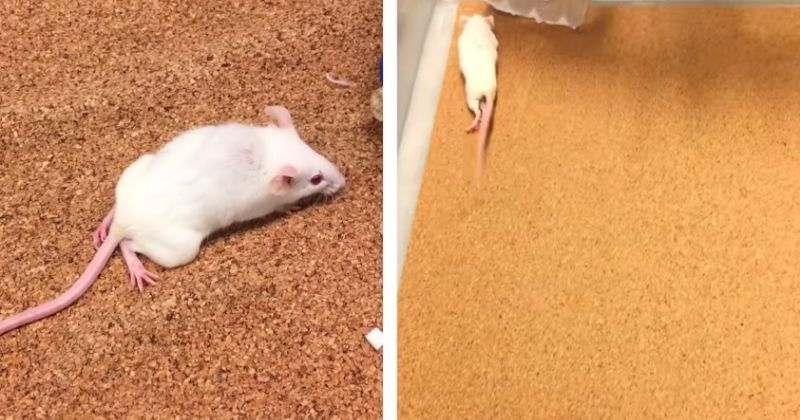 Des souris paralysées remarchent après seulement quatre semaines d'un traitement révolutionnaire