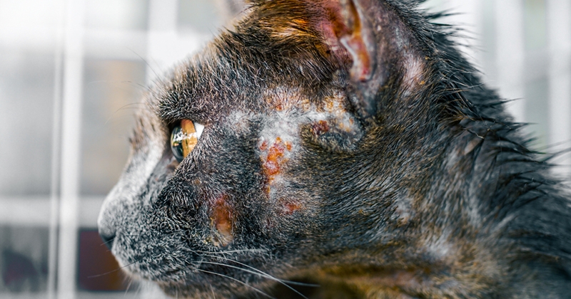 Pelade du chat : causes, symptômes, traitements et prévention
