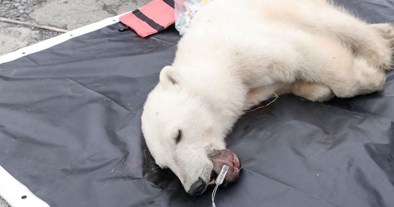 Une ourse polaire se coince une boîte de conserve dans la gueule et demande de l'aide à un humain