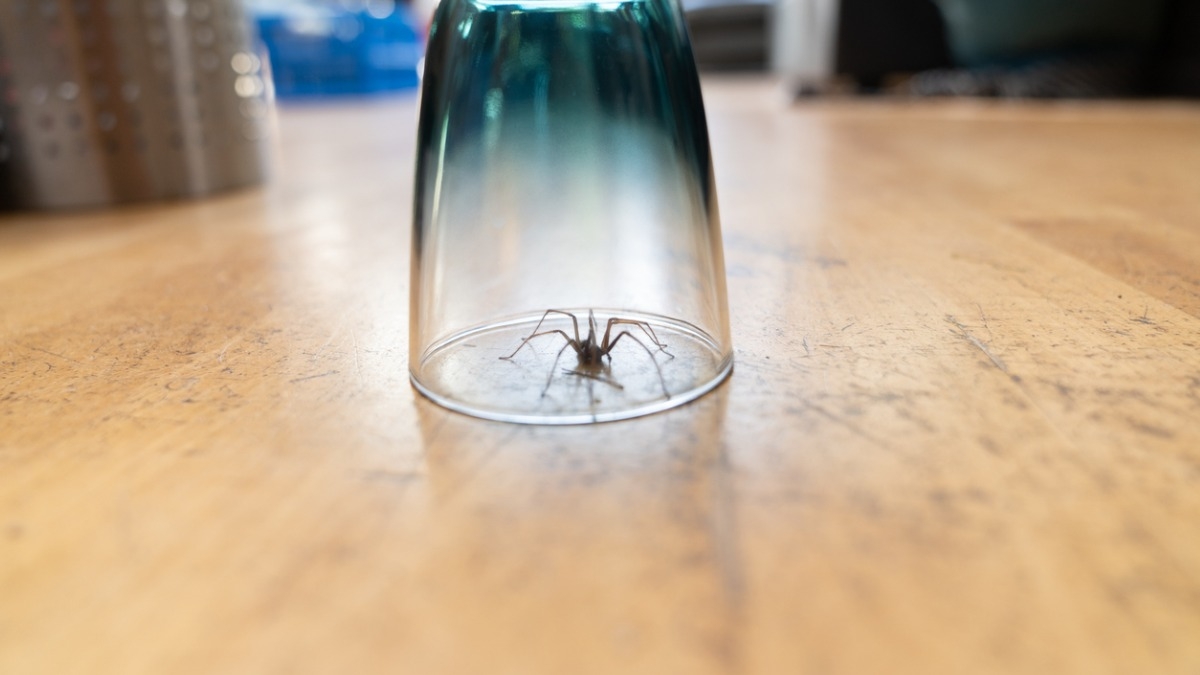 Voici pourquoi il ne faut surtout pas aspirer les araignées de votre maison