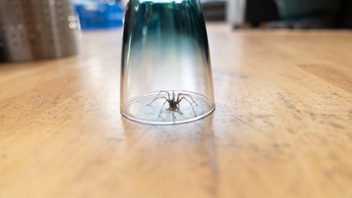 N'aspirez plus les araignées !