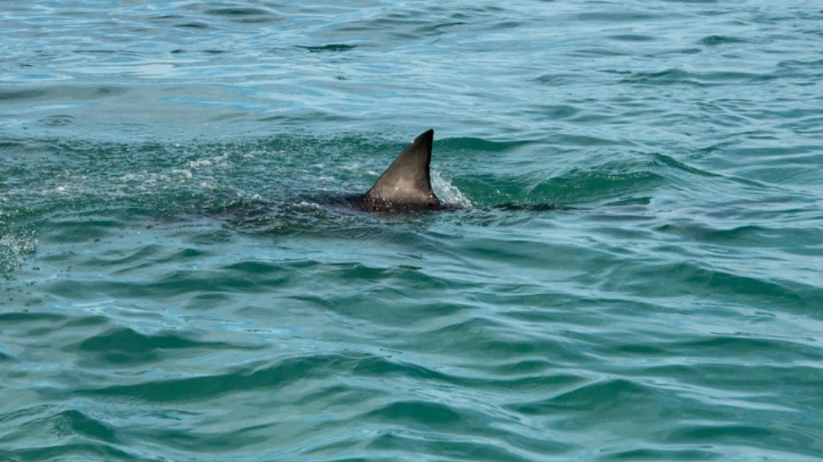 Comment réagir lorsque l'on tombe nez à nez avec un requin, en se baignant ?