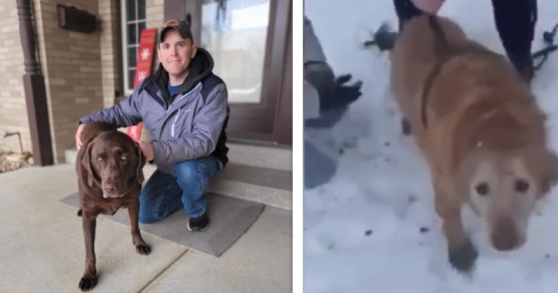 Disparu pendant 24h, un Golden Retriever est retrouvé dans trou grâce au flair d'un Labrador