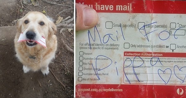 Ce chien adore tellement son facteur... qu'il lui livre des courriers sur-mesure !